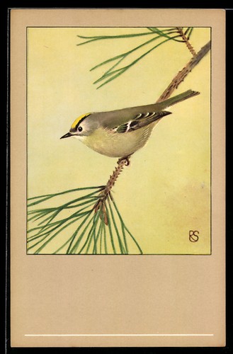 Ansichtskarte goldhähnchen - ansichtskarte,