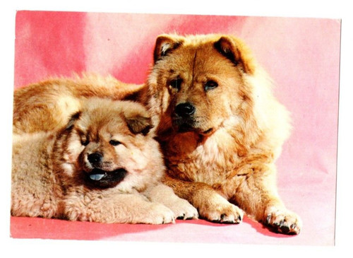Postkarte motiv hund - postkarte,
