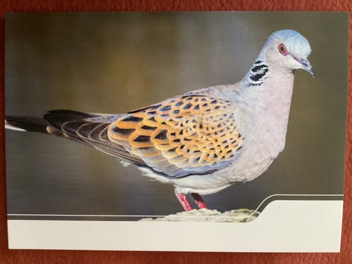 Turteltaube vogel des - ak,