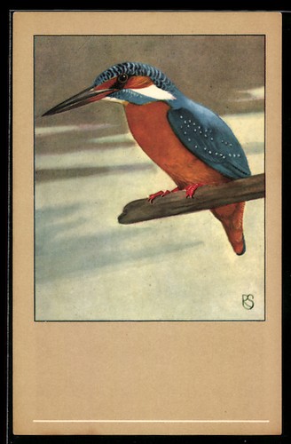 Ansichtskarte eisvogel auf - eisvogel,