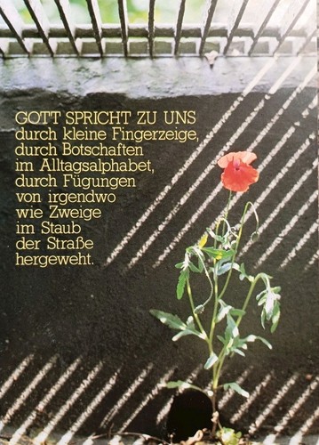 Mohn mohnblume mohnblüte - mohnblume,