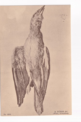 Dürer toter vogel - dürer,