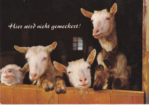 Hier wird nicht - , gemeckert