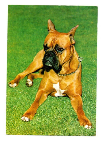 Postkarte motiv hund - postkarte,
