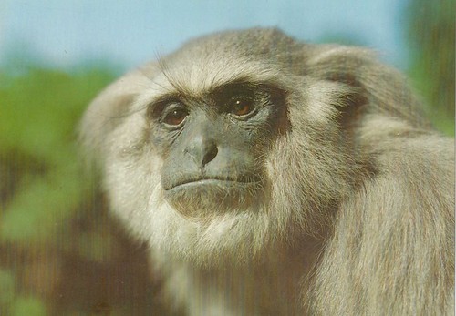 Postkarte silbergibbon - postkarte:,