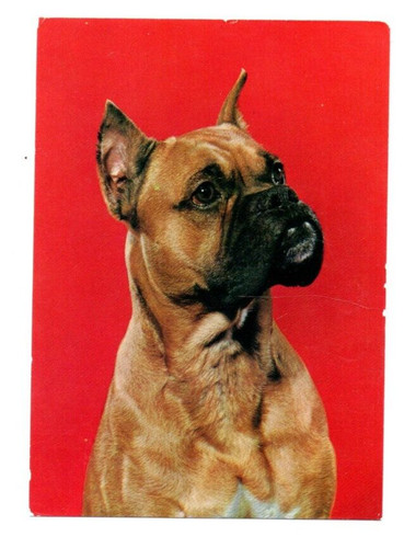 Postkarte motiv hund - postkarte,