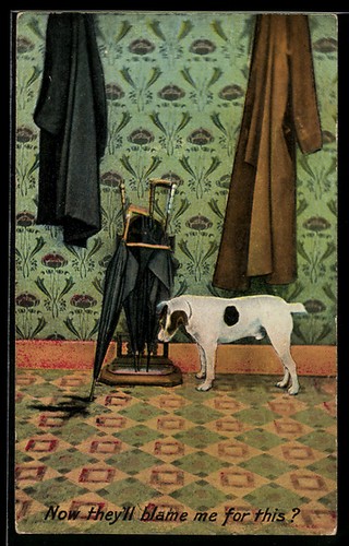 Junger hund neben schirm - schirm, mit