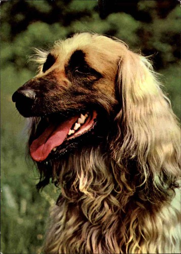 Motivkarte tiere hund dog - tiere:,
