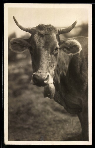 Kuh mit glocke portrait - kuh,
