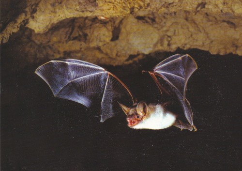 Ansichtskarte fledermaus - ansichtskarte:,