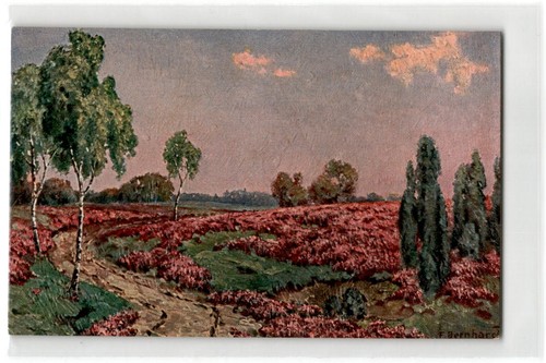 Heide heidelandschaft - ak,