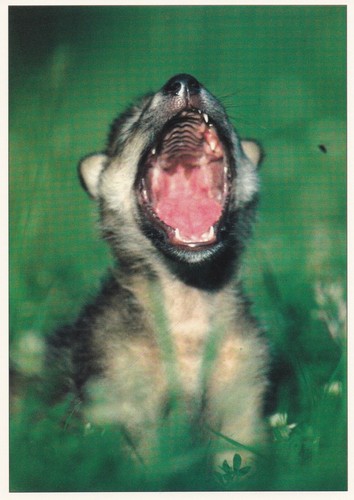 Ansichtskarte kleiner wolf - kleiner,
