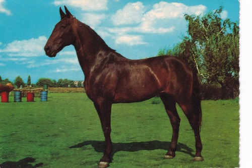 Pferd grünen braunes - ak,