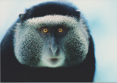 Postkarte diadem meerkatze - diadem,