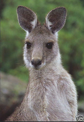 Australien grußkarte - australien:,