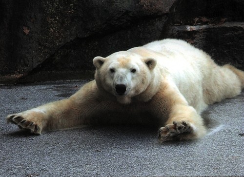 Postkarte eisbär liegt auf - eisbär,